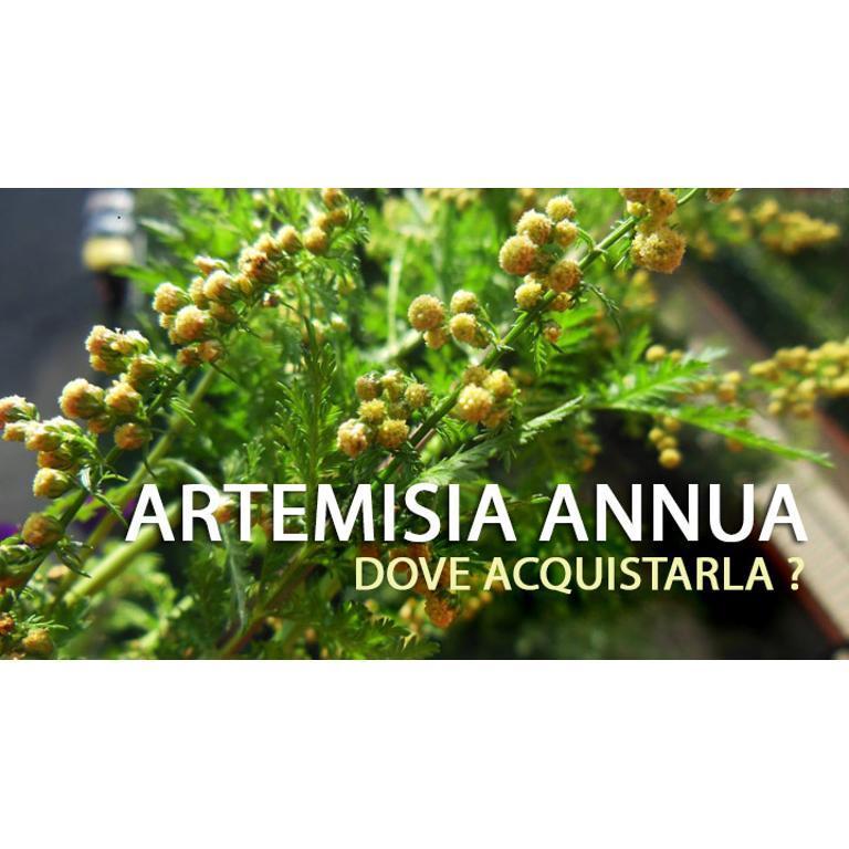 artemisia annua idroalcolica 1000 ml